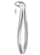 Fig. 13S lower premolars for children.